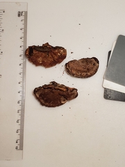 Sarcoporia longitubulata