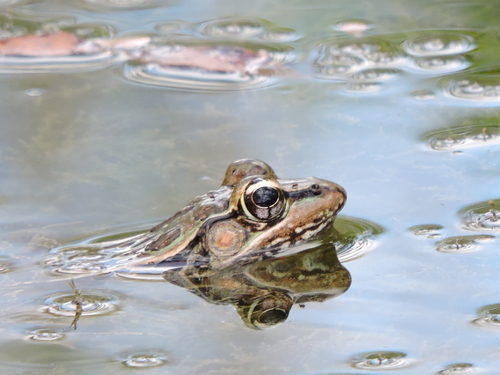 Browns' Leopard Frog