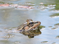 Brown's Leopard Frog photo 2
