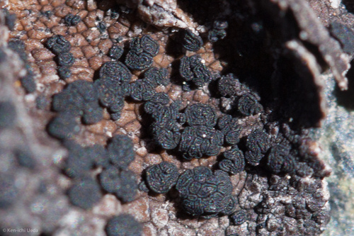 Umbilicaria polaris image