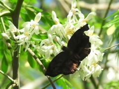 Achlyodes busirus