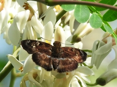 Quadrus cerialis