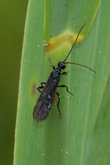 Atanycolus cappaerti