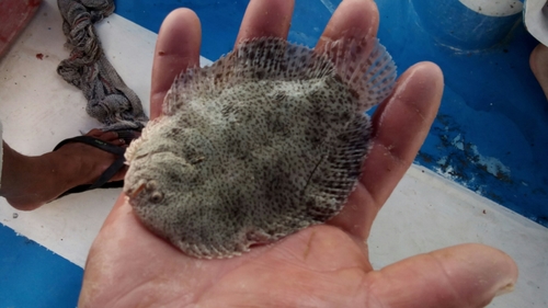 Lined sole (Achirus lineatus) — Achiridae — 5