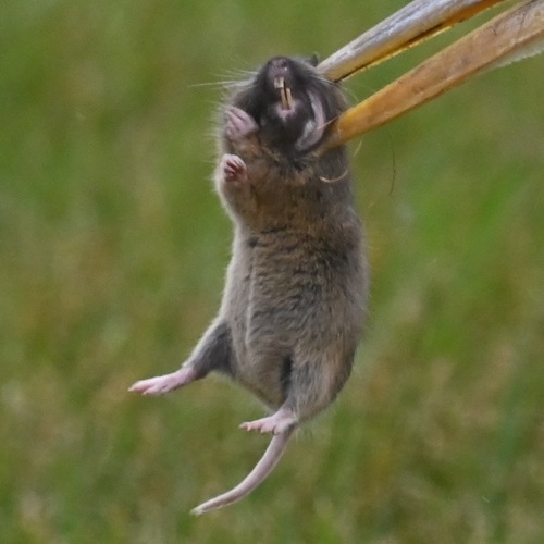 Botta's Pocket Gopher
