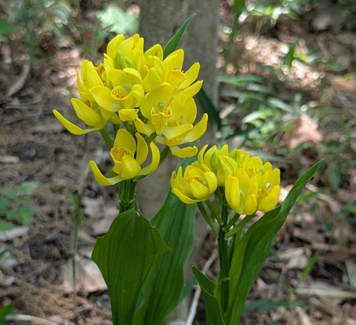 Image of Golden Orchid (Cephalanthera falcata) by (c) mami_t_t, some rights reserved (CC BY)