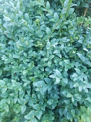Buxus sempervirens