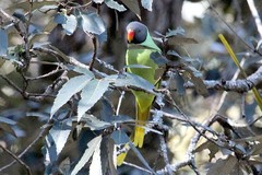 Psittacula himalayana