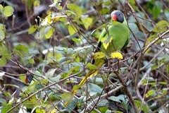 Psittacula himalayana