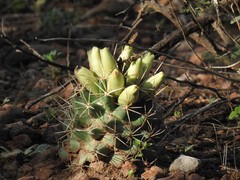 Coryphantha robustispina scheeri