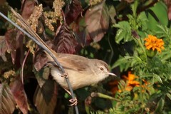 Prinia sylvatica