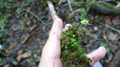 Utricularia jamesoniana