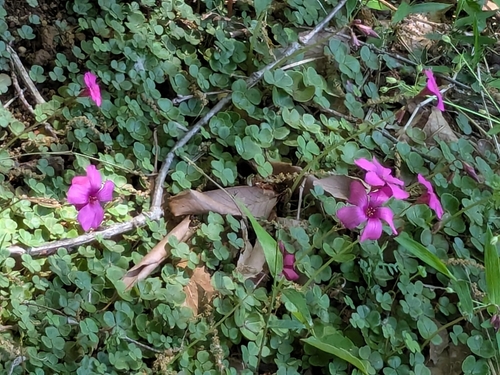 Image of Brazilian Woodsorrel (Oxalis brasiliensis) by (c) mami_t_t, some rights reserved (CC BY)