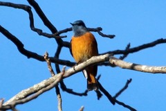 Phoenicurus frontalis