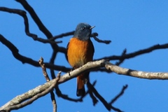 Phoenicurus frontalis