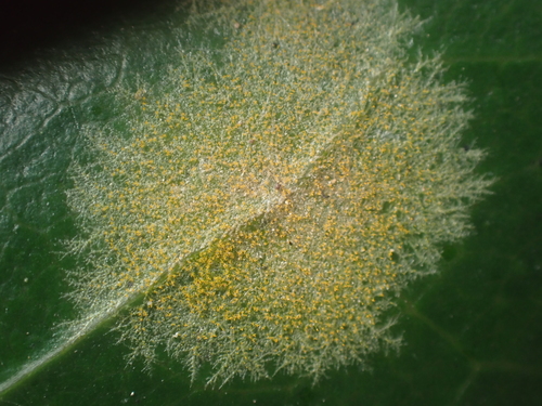 Image of Cephaleuros lagerheimii by (c) Paul Bell-Butler, some rights reserved (CC BY)