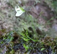 Utricularia jamesoniana