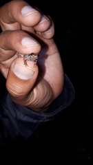 Pristimantis andinognomus