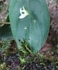Utricularia jamesoniana