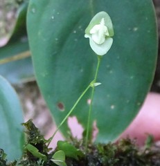 Utricularia jamesoniana