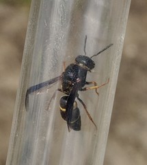 Euodynerus castigatus