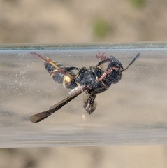 Euodynerus castigatus