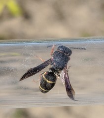Euodynerus castigatus