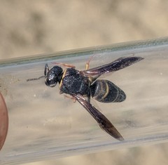 Euodynerus castigatus