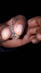 Pristimantis andinognomus