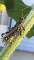 Melanoplus differentialis