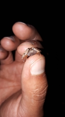 Pristimantis andinognomus