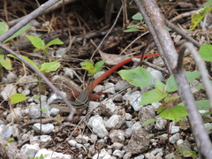 Aspidoscelis angusticeps