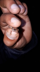 Pristimantis andinognomus