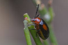 Arcastes biplagiata
