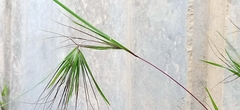 Themeda arguens
