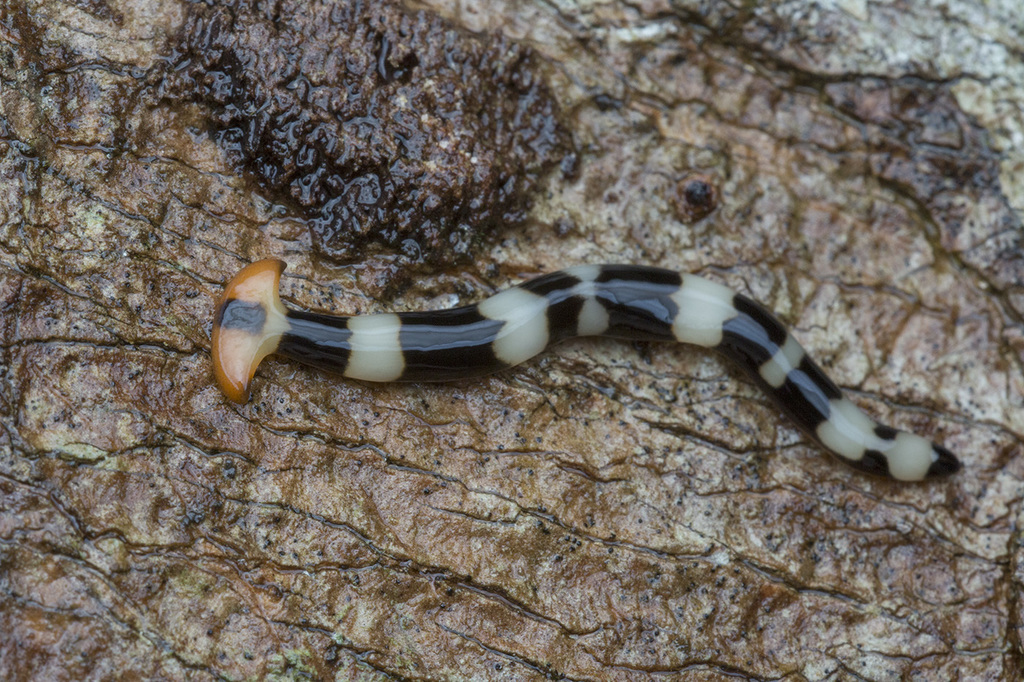 Diversibipalium rauchi