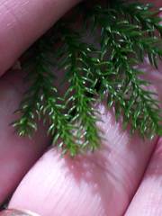 Media resource of Dendrolycopodium obscurum