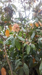 Miconia crocea