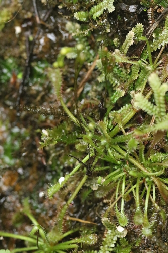 Drosera oblanceolata