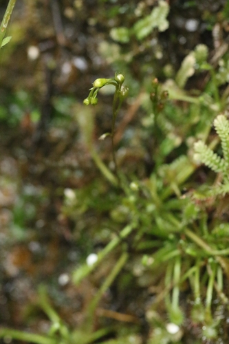 Drosera oblanceolata