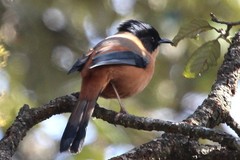 Heterophasia capistrata