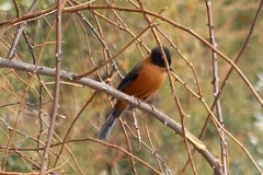 Heterophasia capistrata