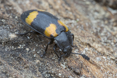 Episcapha quadrimacula