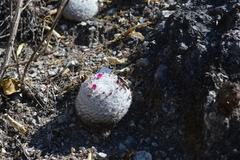 Mammillaria humboldtii