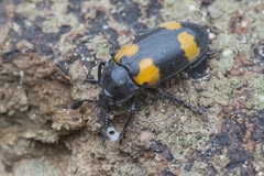 Episcapha quadrimacula