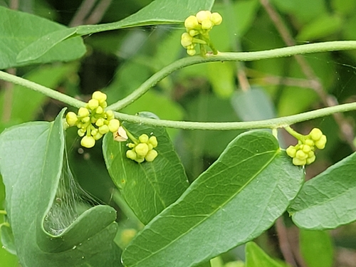 Image of Nephroia diversifolia by (c) johnyochum, some rights reserved (CC BY)