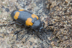 Episcapha quadrimacula