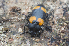 Episcapha quadrimacula