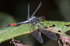 Agrionoptera sexlineata