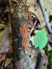 Hypoxylon crocopeplum